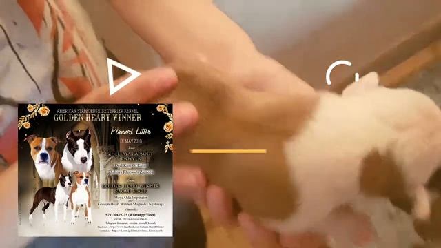 ЩЕНКИ Ам.стафф терьера продажа  (питомник)