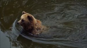 Бурый медведь в лесу