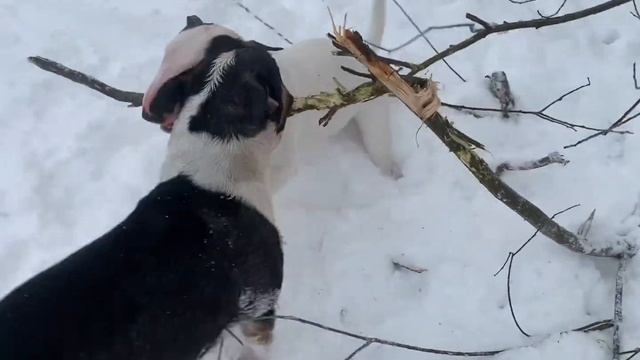 Миниатюрный бультерьер и стандартный бультерьер ❄️ смотреть онлайн