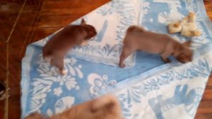 Щенкам чихуахуа два месяца!