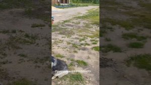 Алматы.Коррекция поведения собаки.+7 707 529 93 63 wotsap. Мурат