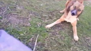 Очень  злая  собака  нападает  на  человека