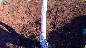 Креолин: обработка плодовых деревьев от вредителей - 7 дач