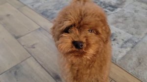 Маленький щенок мальтипу просыпается в 6 утра и начина