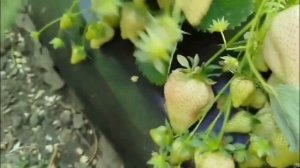 Сорт клубники Априка, выращивание в Адыгее под плёноч?