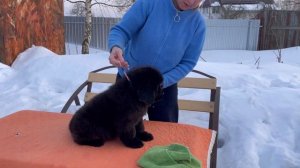 Ньюфаундленд, щенки Ньюфаундленд, щенок, Баста - добры?