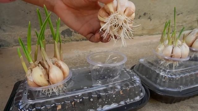 Как вырастить чеснок в воде смотреть онлайн