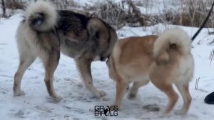 Вязка собак породы западносибирская лайка / Игривые с?