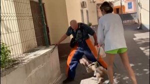 Нападение американский булли.#dog_training #psa #k9 #knpv #дрессир