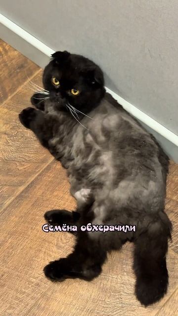 Семен тоже пострадатес #собака #животные #топ #юмор смотреть онлайн