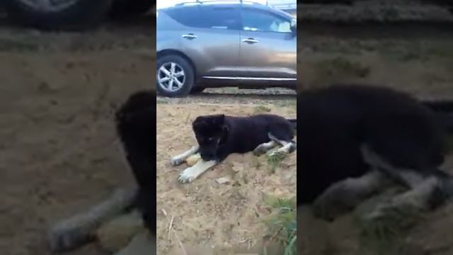 Щенок ВЕО восточноевропейской овчарки на продажу смотреть онлайн