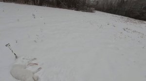 ОХОТА НА ЗАЙЦА С ГОНЧИМИ! ДОБЫЛ ЗАЙЦА-ПРОФЕССОРА!
