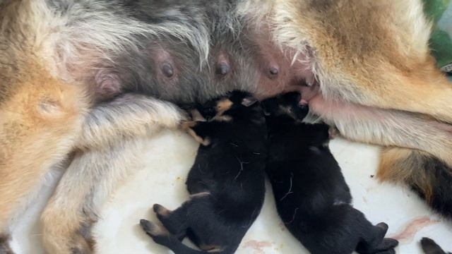 У Щенков Тихий Час | Щенкам 2.5 Недели  | Стелла Немецкая