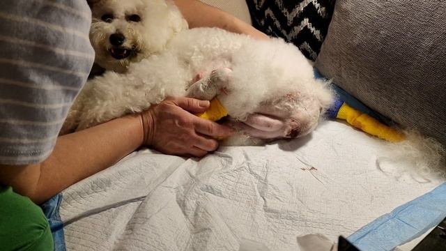 Как дома принять роды у собаки Бишон MICHELLE #Michelle_BrightStarDog смотреть онлайн
