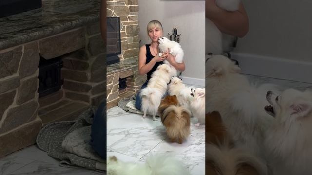 Мишки и лисички или же Померанский Шпиц?)