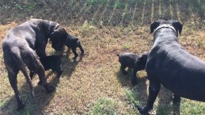 щенки кане корсо для продажи 014