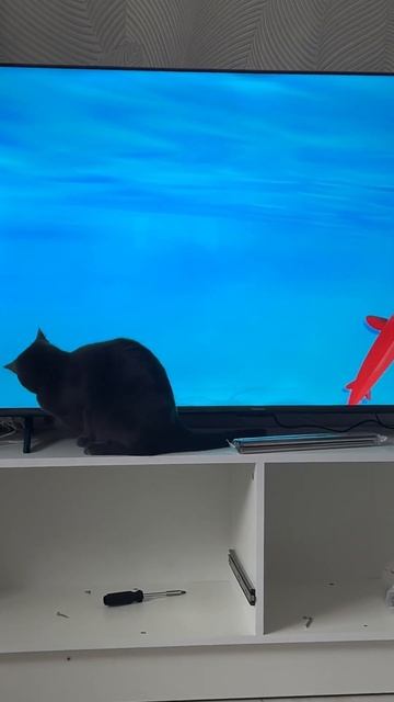 Бьянка чуть не завалила телевизор и не поймала рыбку смотреть онлайн