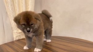 Щенок акита-ину. Кличка Васаби