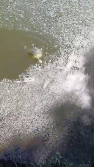 Карп весной на пелец. река Майн. 11.05.24