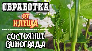 ОБРАБОТКА винограда ОТ КЛЕЩА. Состояние кустов на 23.05.2025 - Донбасс 🇷🇺