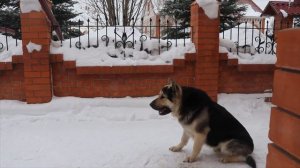 Восточно Европейская Овчарка.Тренировка Закрепление