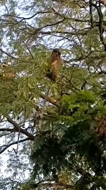 Мир Индии смотреть онлайн