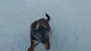 Щенок немецкой овчарки 3 месяца