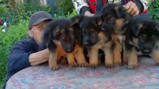 Зильбер Вассерфаль ПРОДАЖА 3