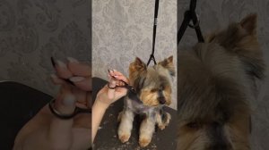 Стрижка головы и мордочки йорка,классическая шапочка.