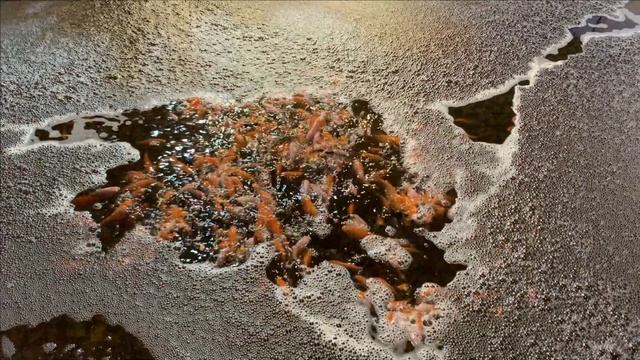 Пруд в гараже.Ситуация сегодняшнего дня смотреть онлайн