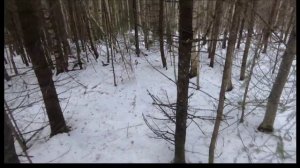 ОХОТА НА ЗАЙЦА С РУССКОЙ ГОНЧЕЙ. Иж-58 20 калибр.