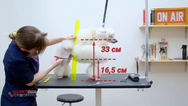 Груминг пуделя 