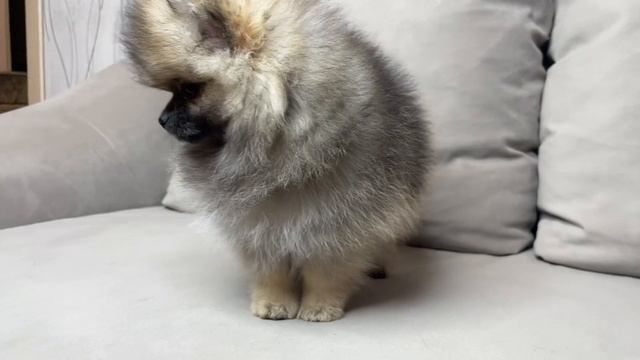 Щенок померанского шпица мини. Девочка, 2,5 месяца. Купи смотреть онлайн