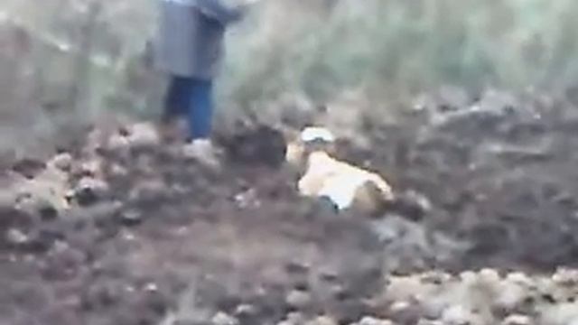 Корова застряла в говне.mp4 смотреть онлайн