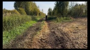 АТАКА МЕДВЕДЯ. Охота на медведя с лайками.