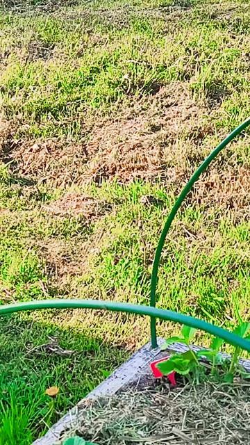 А у меня пополнение в хозяйстве🦆 смотреть онлайн