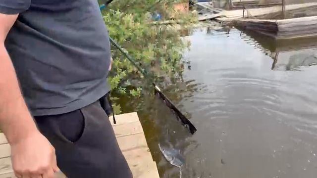 Осетрина смотреть онлайн