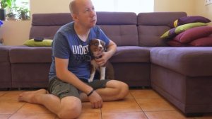 У нас новая собака! Щенок Мини-Аусси! Первые минуты в н?