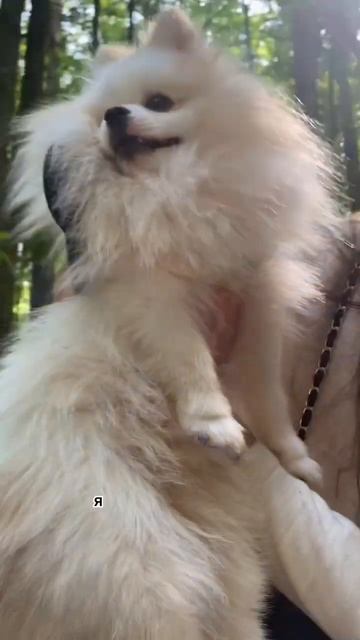 Всю Москву зас*ли #бонди #пушистыйдруг #собака #шпиц #щенок #мем #пес #комикс #шпицалогия