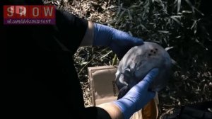 Убийство на пороге 2 сезон 5  серия. Он сделает это снов?