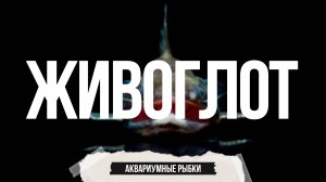 Сом-живоглот: аквариумный монстр из Рио-Негру