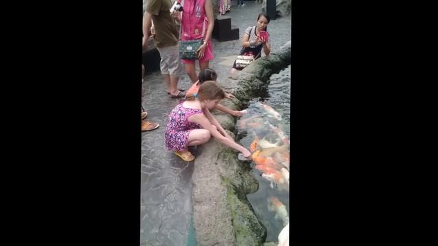 Прикольные рыбки, едят из соски... смотреть онлайн