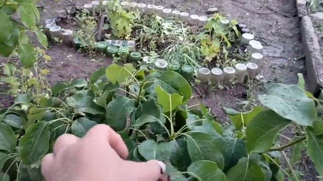 Дождь. Попытка выкорчевать пырей🤔 24 г смотреть онлайн