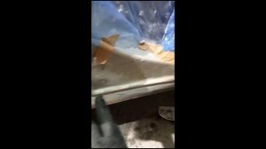 Замена порогов и частичная покраска МАРК 2 JZX 90