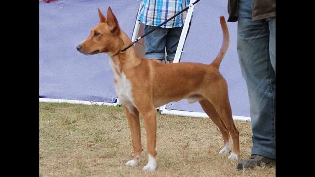 Португальский поденгу смотреть онлайн