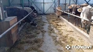 Костромская и швицкая порода коров. Какие отличия?