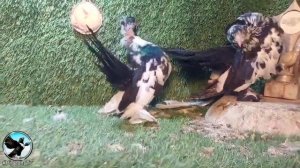 Rostov tumbler Pigeons ( Ростовский Статный )