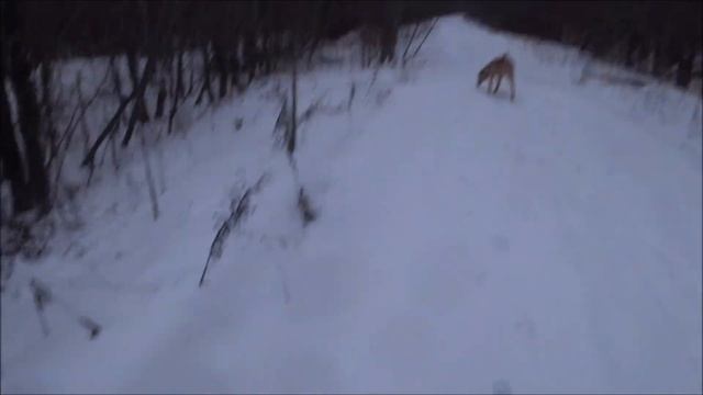 Охота с гончими 28.12.24г. Вместо охоты получилась прогул смотреть онлайн