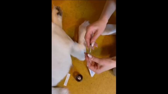 Как сделать собаке укол