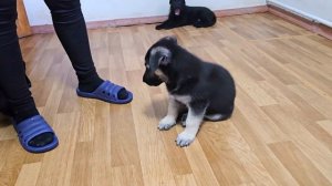 📣В ПРОДАЖЕ‼️Щенки Восточно-Европейской овчарки от ?